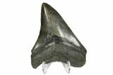 Serrated, Fossil Megalodon Tooth - South Carolina #170474-2